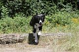 BORDER COLLIE 226